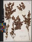 Foto von Salix aurita L. x Salix myrtilloides L.